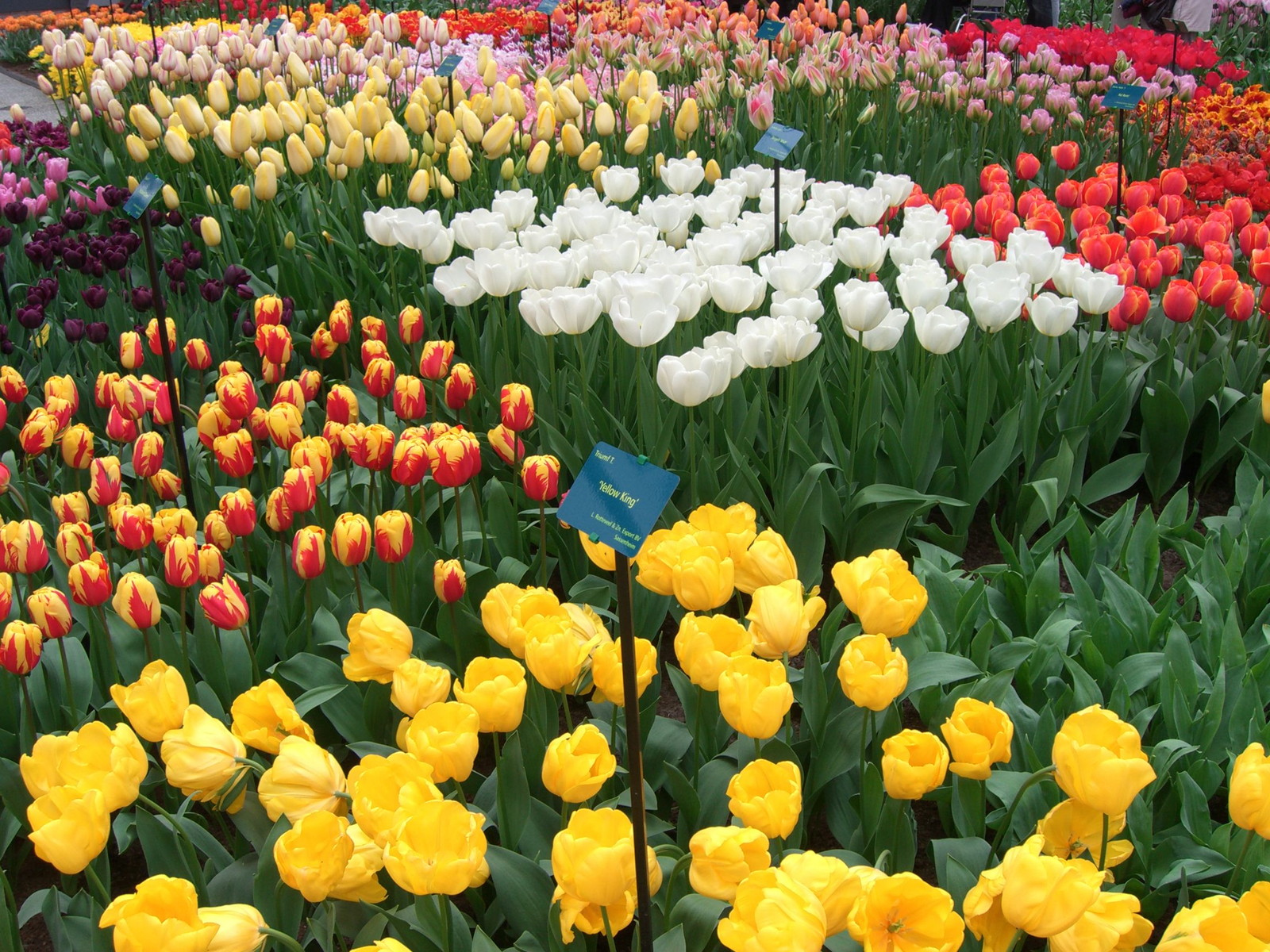 Netherlands Keukenhof